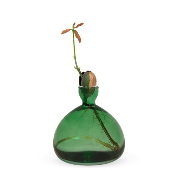 NWT Minimalist Acorn Vase by Ilex Studio – Green Glass Oak Tree Sprouting Vessel - Picture 4 of 5